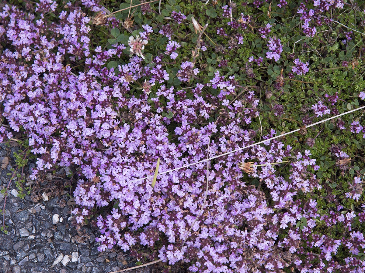 Thymus praecox ssp. polytrichus